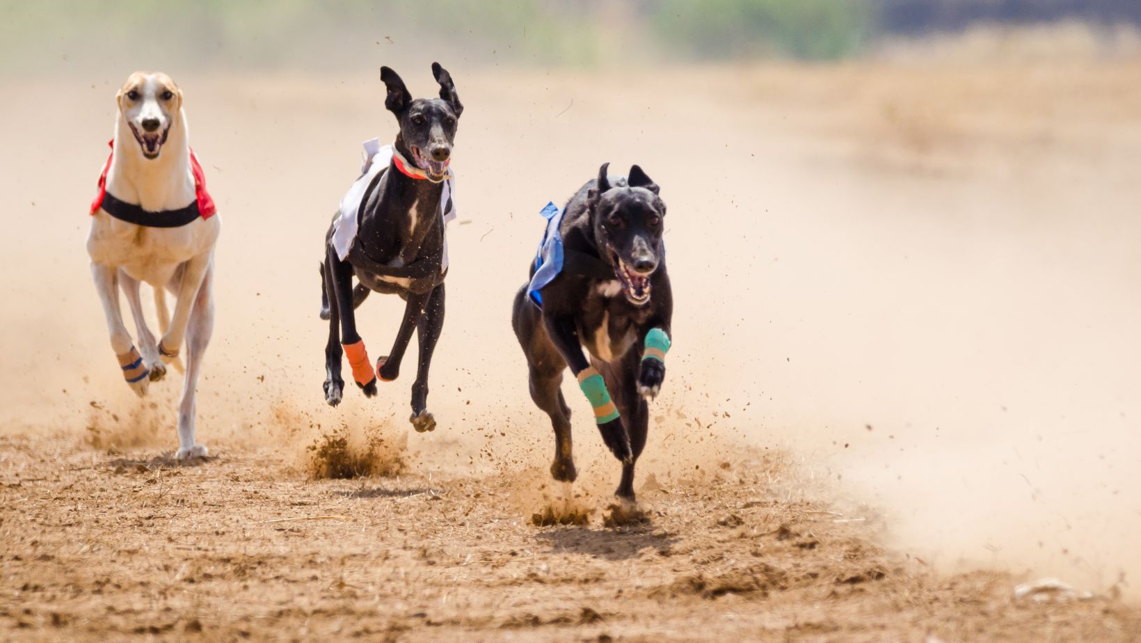 tri state greyhound live racing