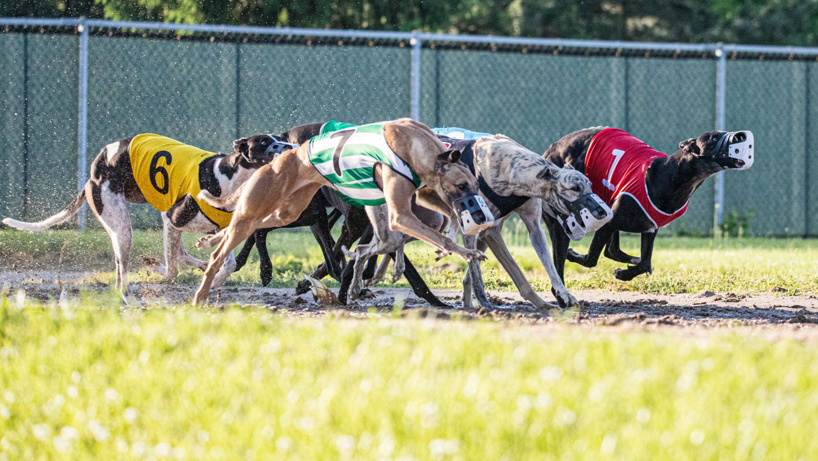 How to Access TriState Greyhound Results