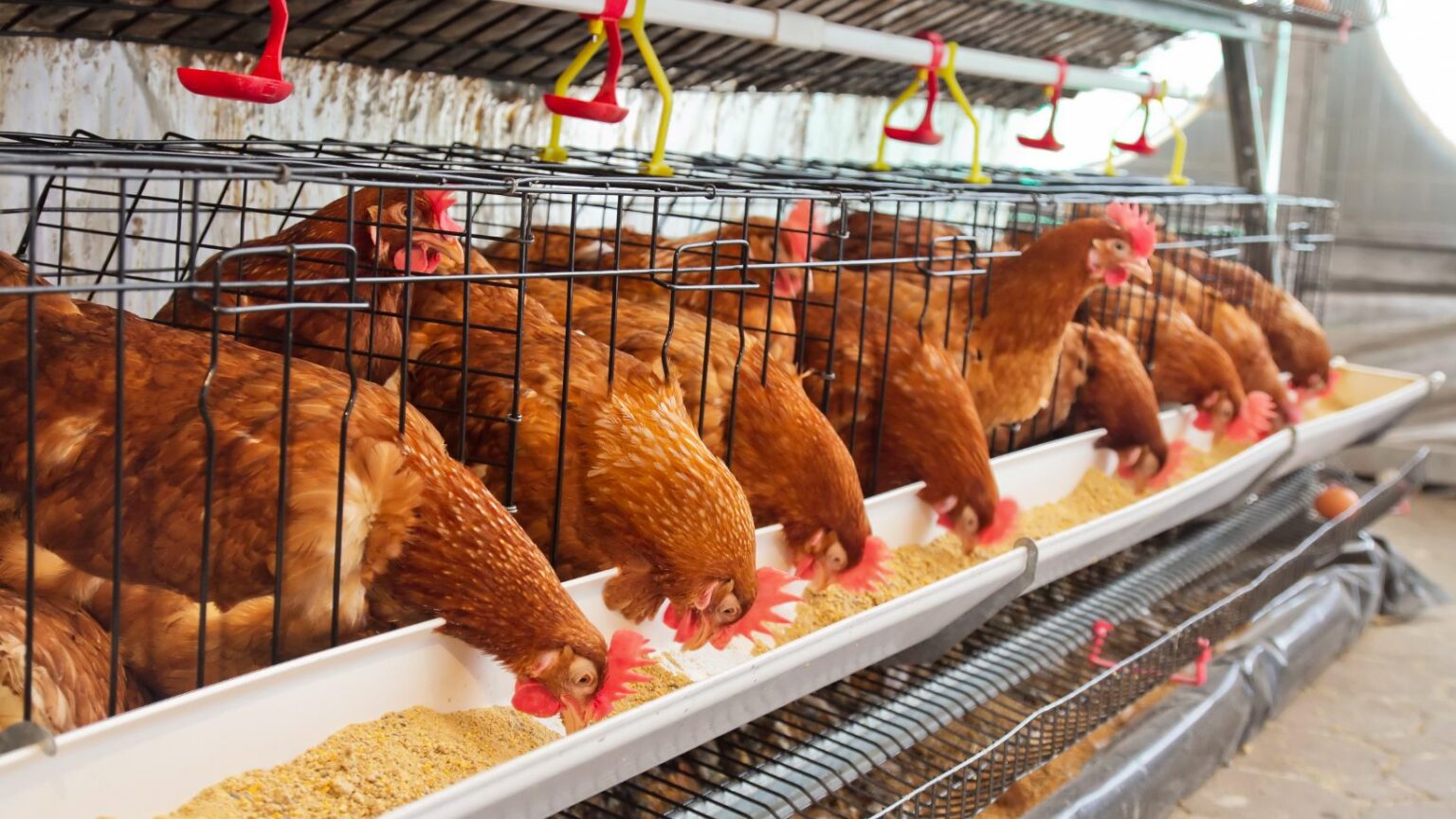 Your OneStop Shop for Quality Poultry Tractor Supply Chickens for Sale
