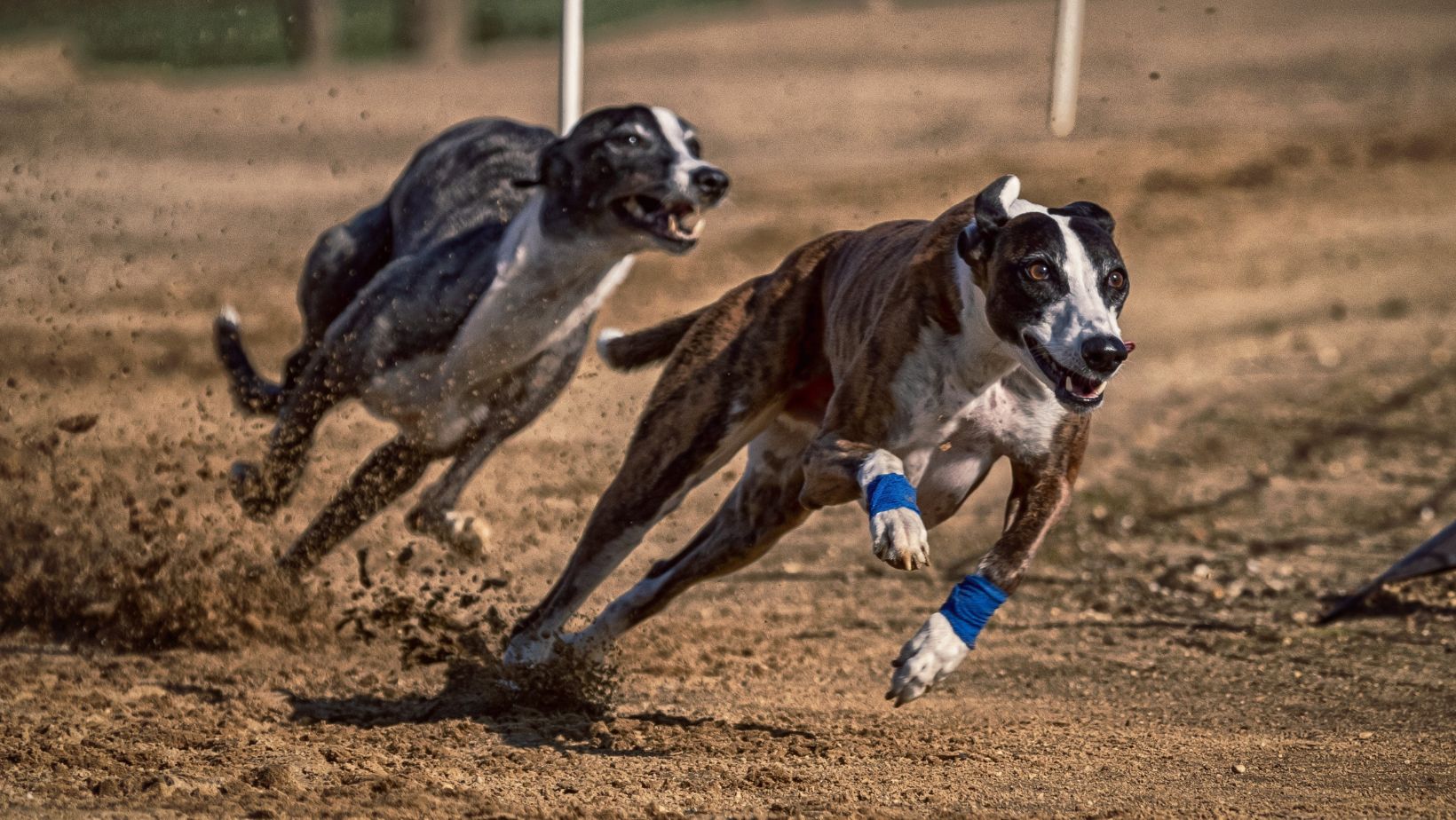 tri-state greyhound results