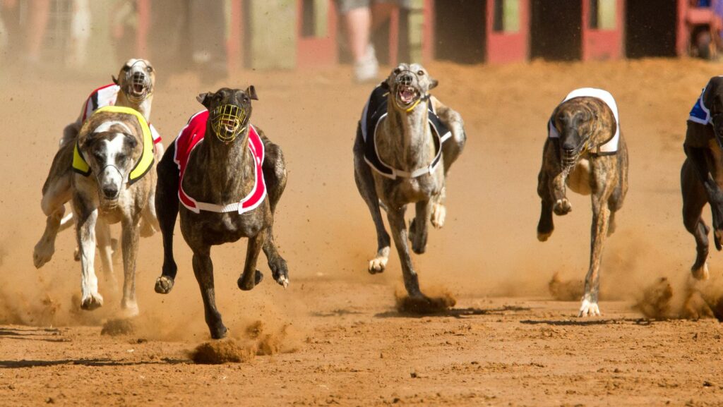 tri-state dog track results