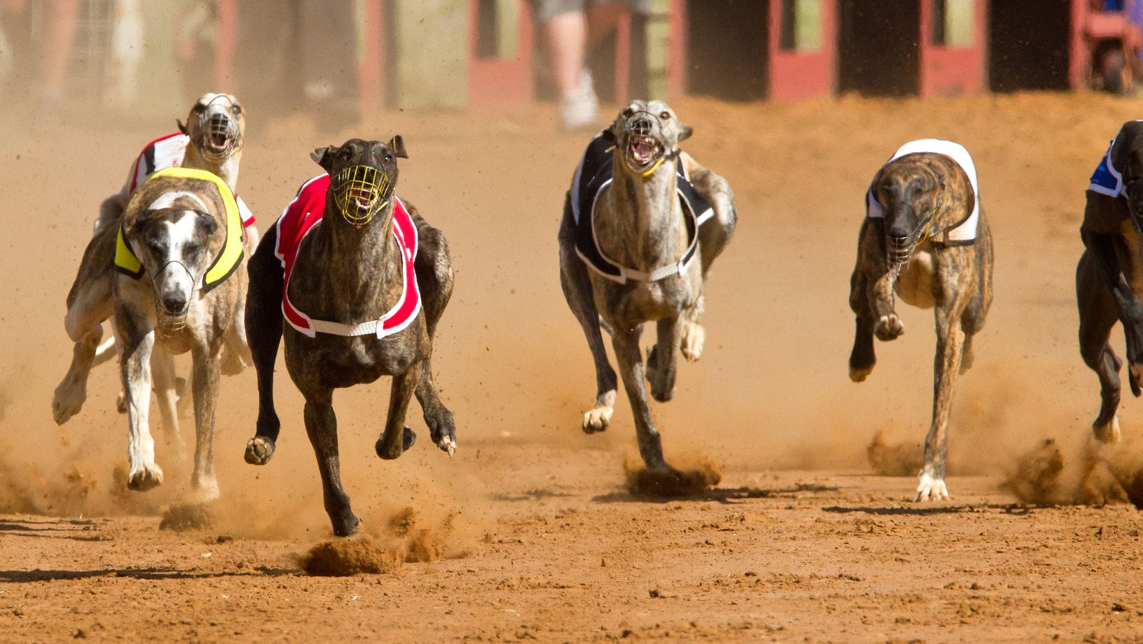 tri-state dog track results