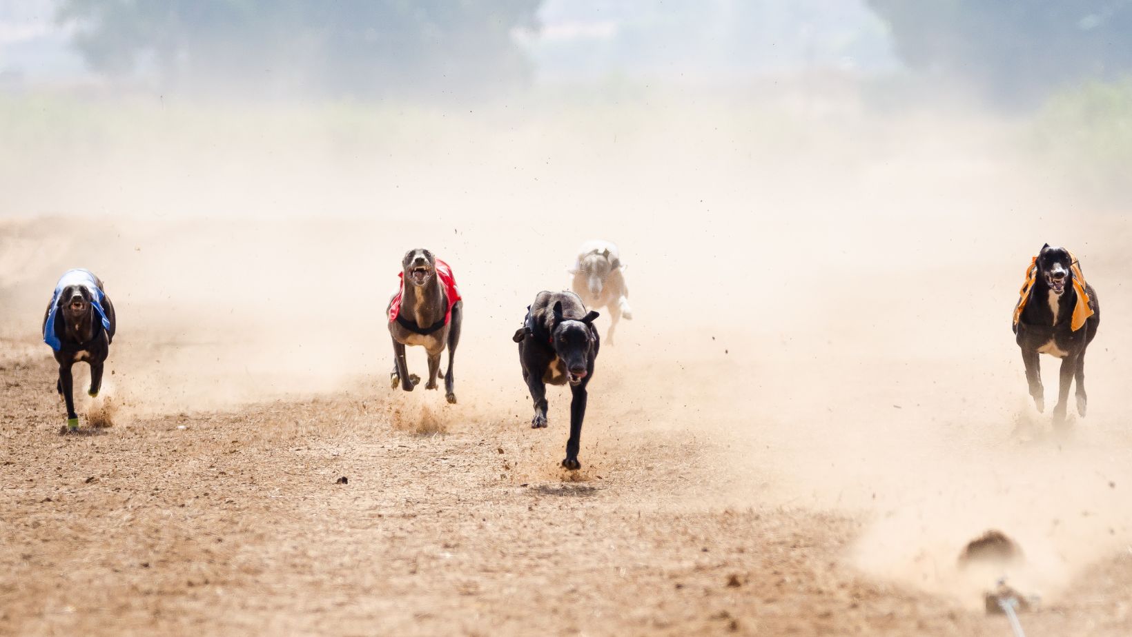 A Thrilling Spectacle for Racing Enthusiasts Tri State Greyhound Live